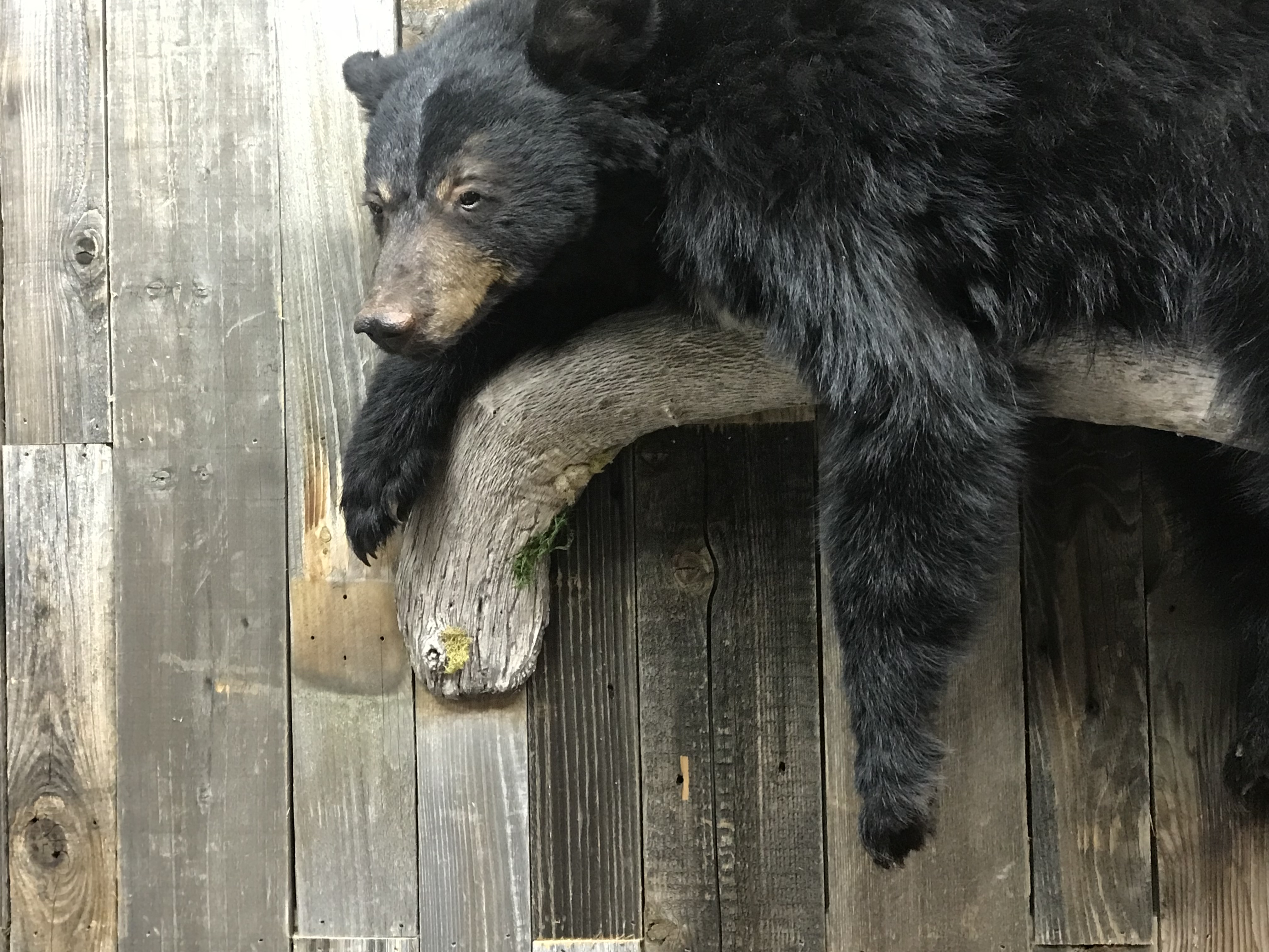 Black Bear 3