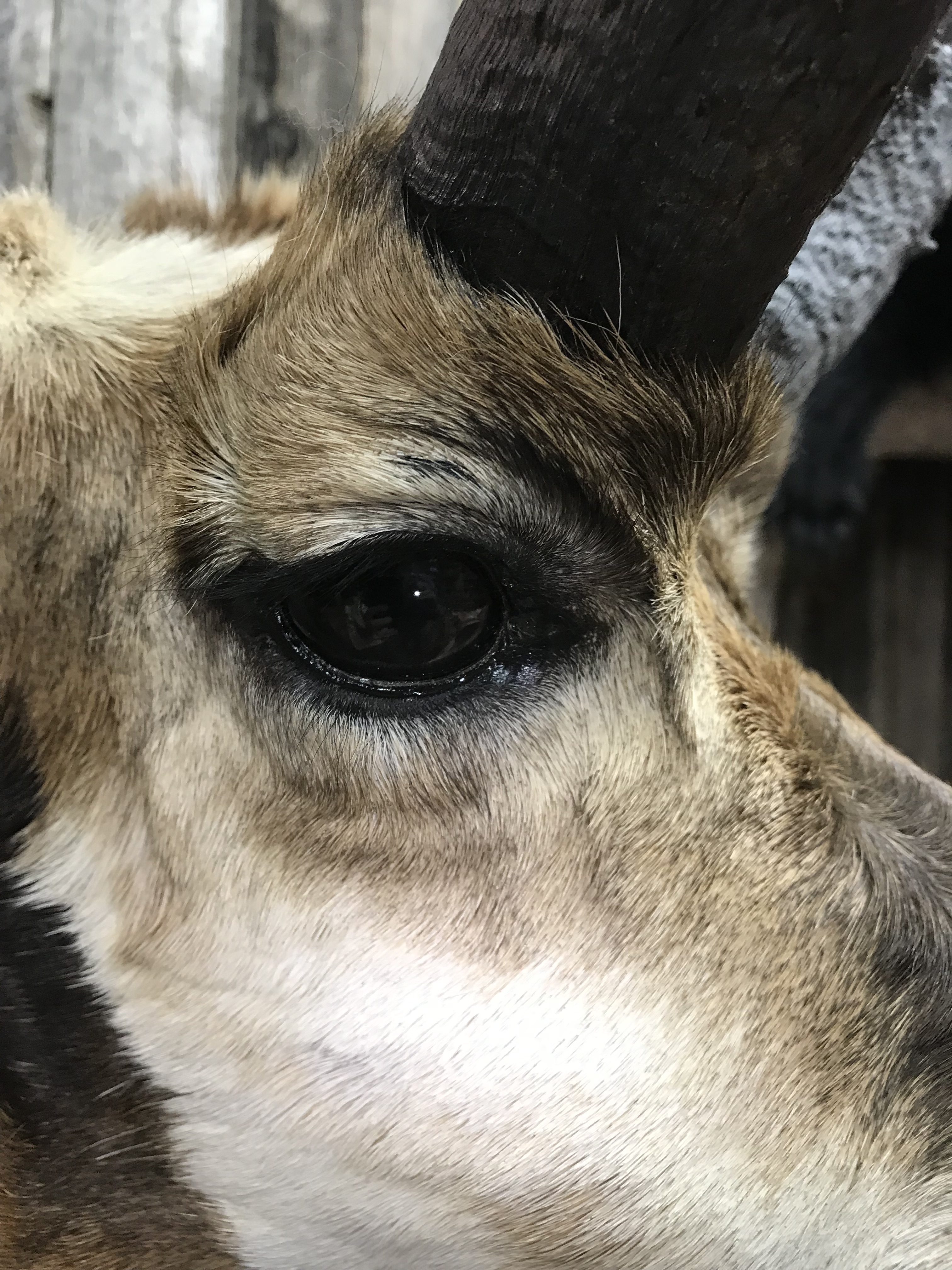 Antelope eye