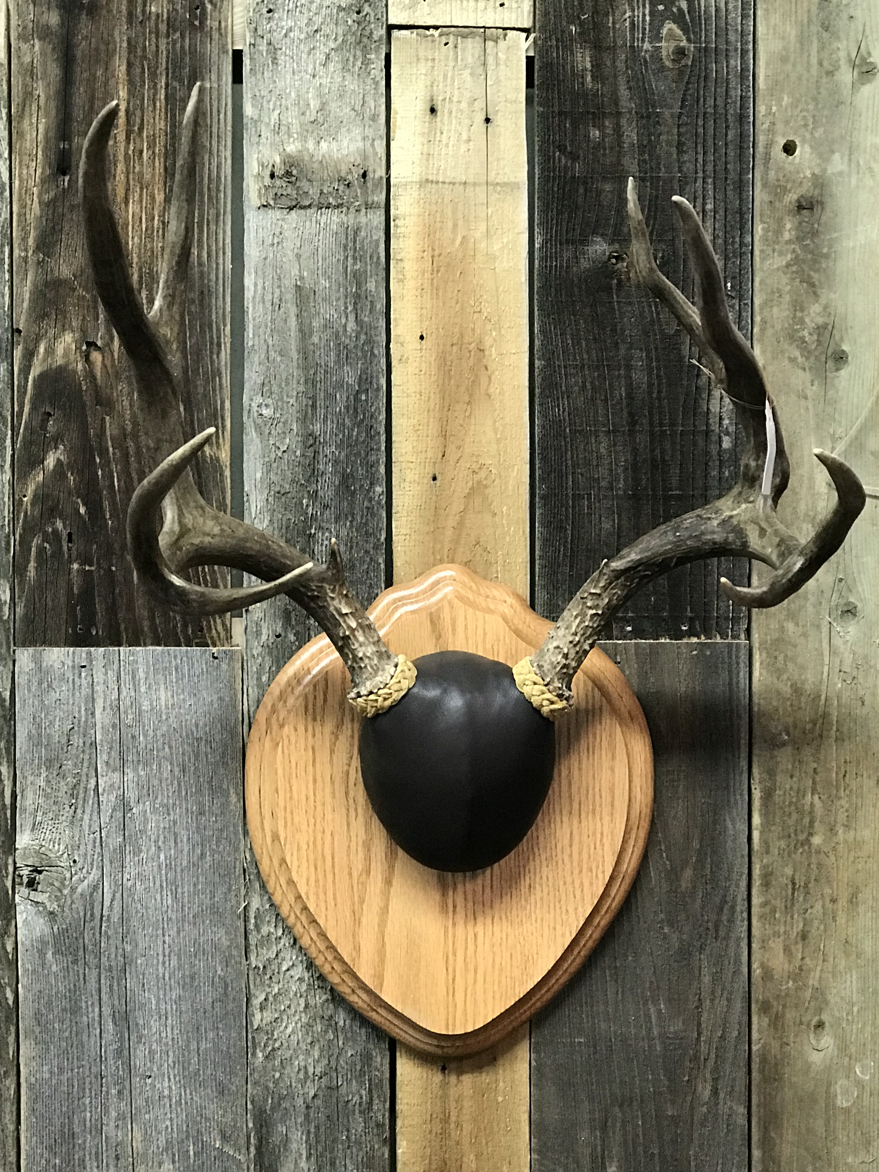Antler Mount 4
