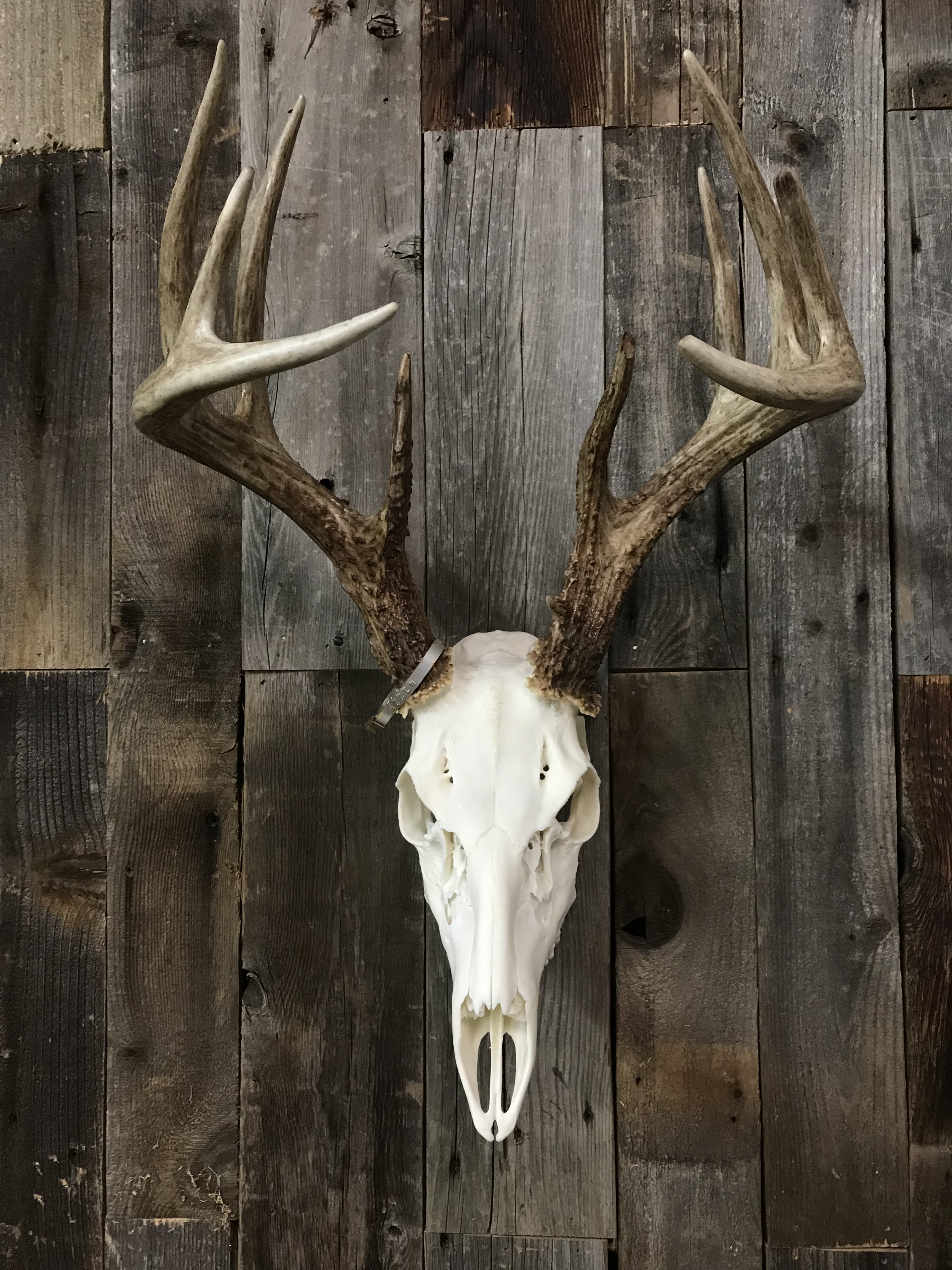 GALLERY – Immortal Mounts Taxidermy