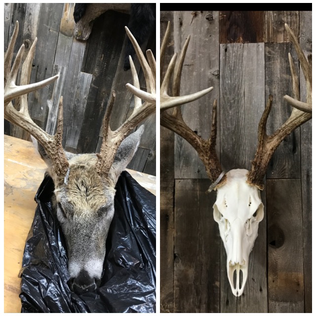 Head to European Mount