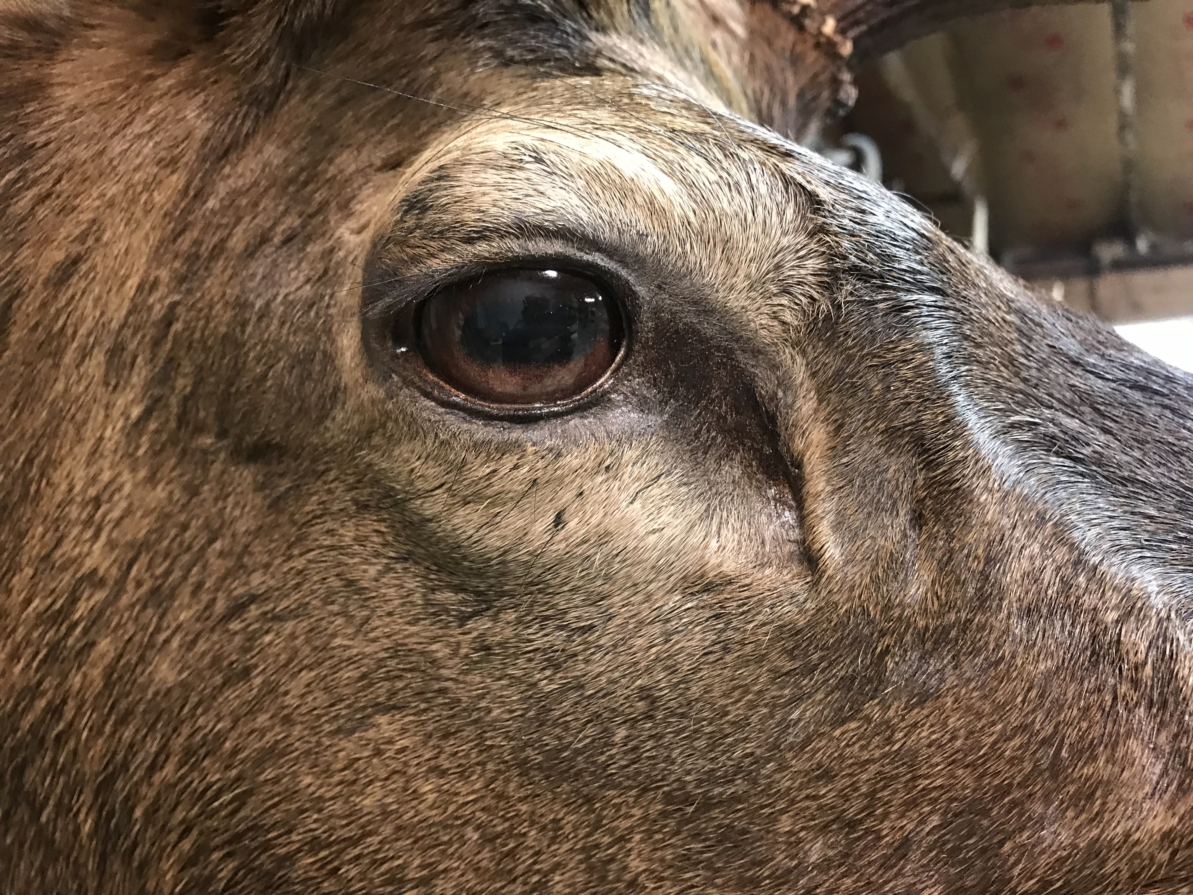 Elk eye 1