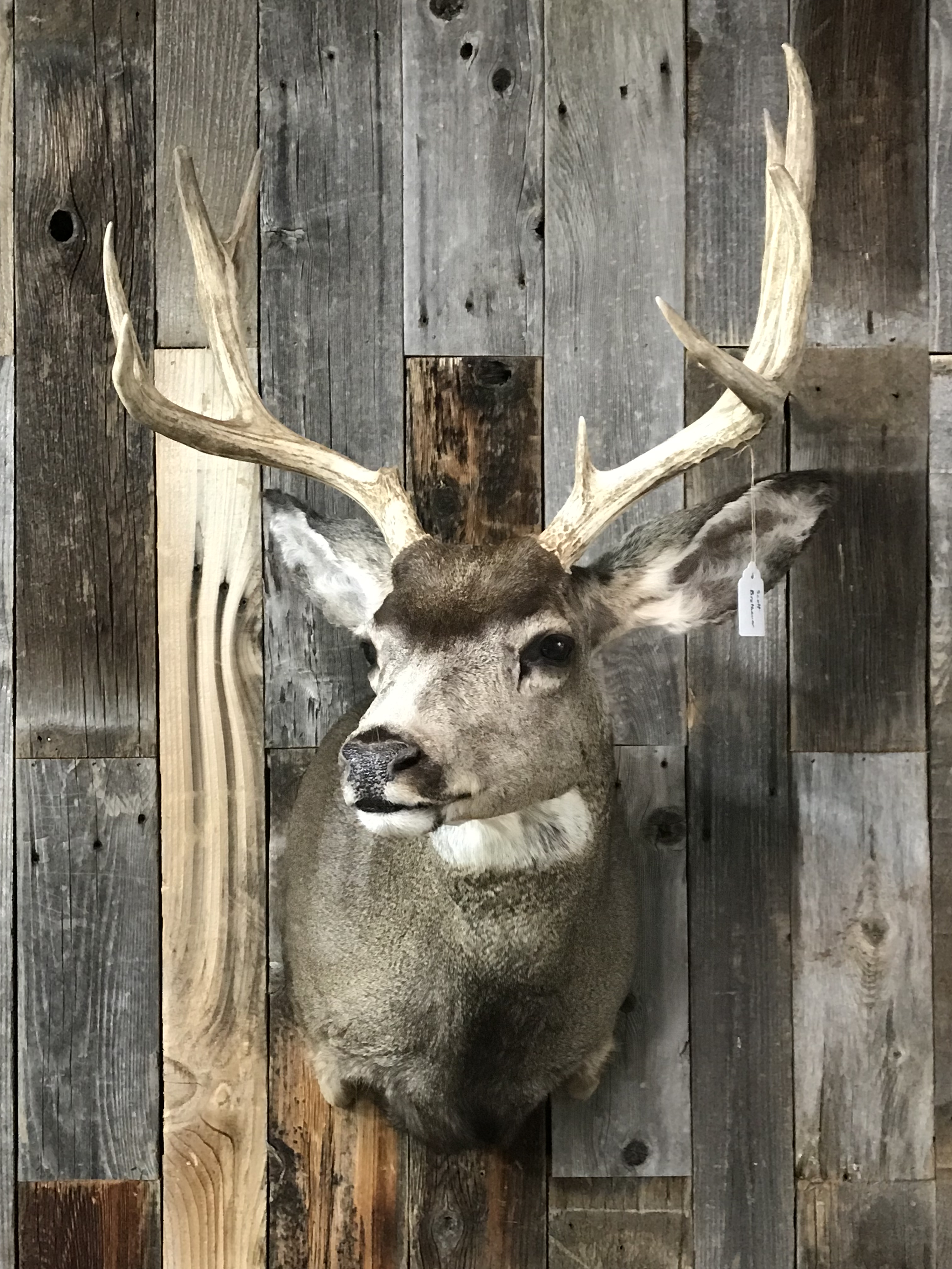 Mule Deer 1