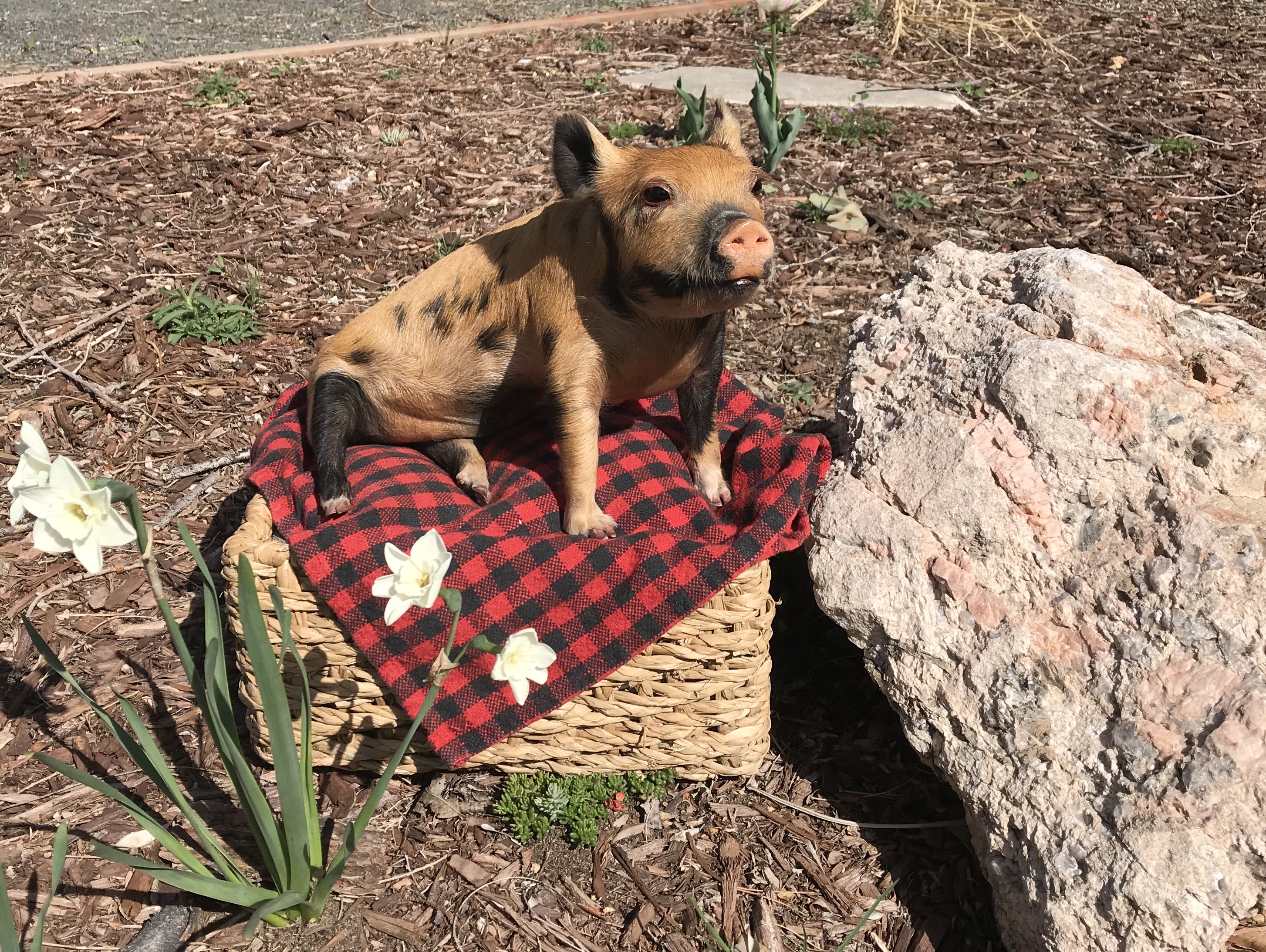 Baby Pig 2