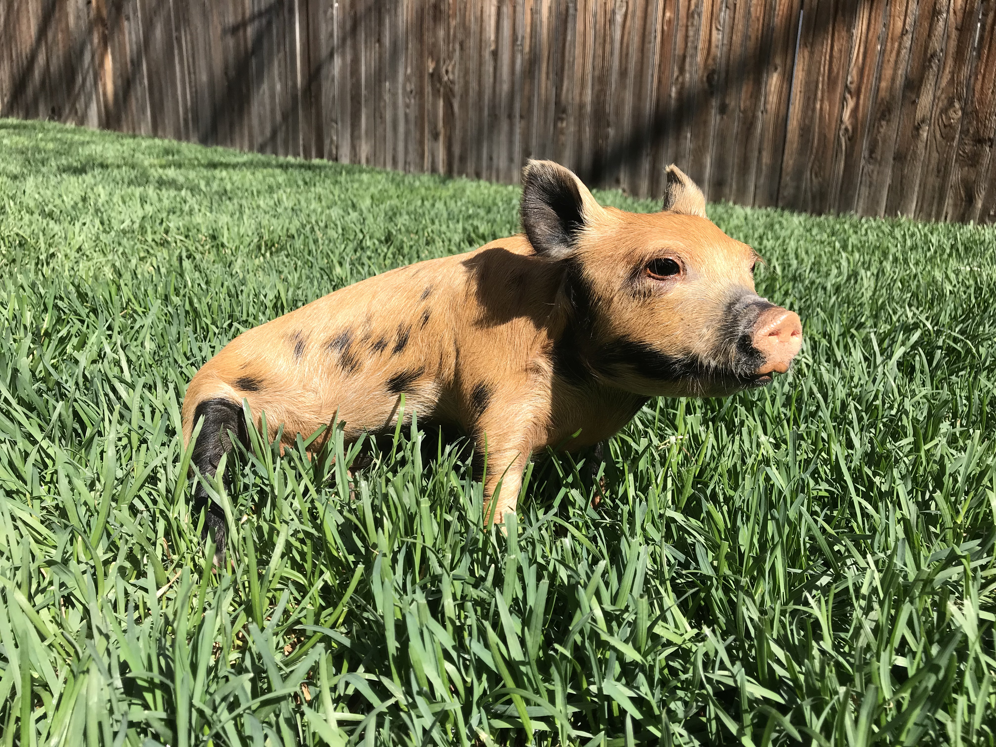Baby Pig 2